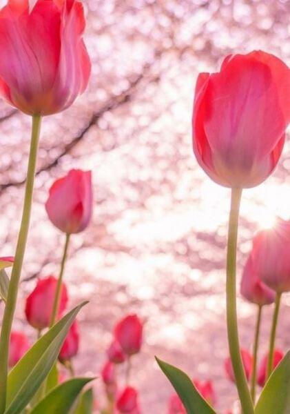 TOP 101+ ảnh hoa Tulip đẹp lung linh làm hình nền điện thoại